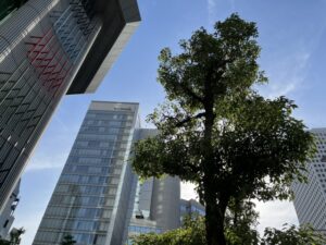 都会に立つ木