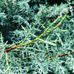 コニファーで森林浴気分：フィトンチッドの効能とは？