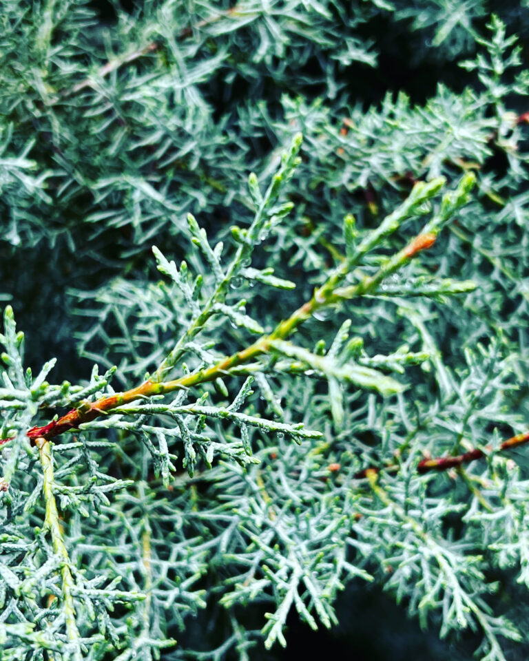 ブルーアイスの葉