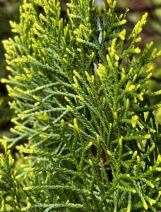 子にファー　エレガンテシマ