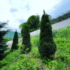 コニファー剪定の基本