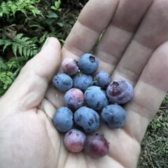 わりと簡単！家庭菜園で楽しむ『ブルーベリー』の育て方のコツ