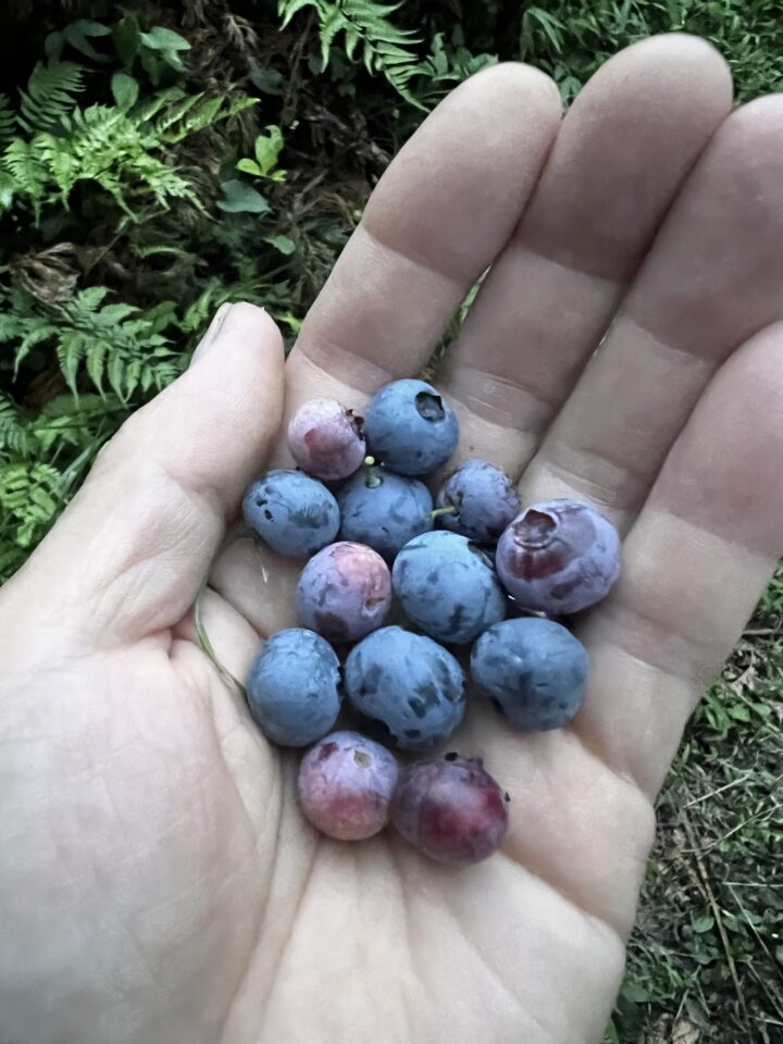 手のひらに乗ったブルーベリーの実