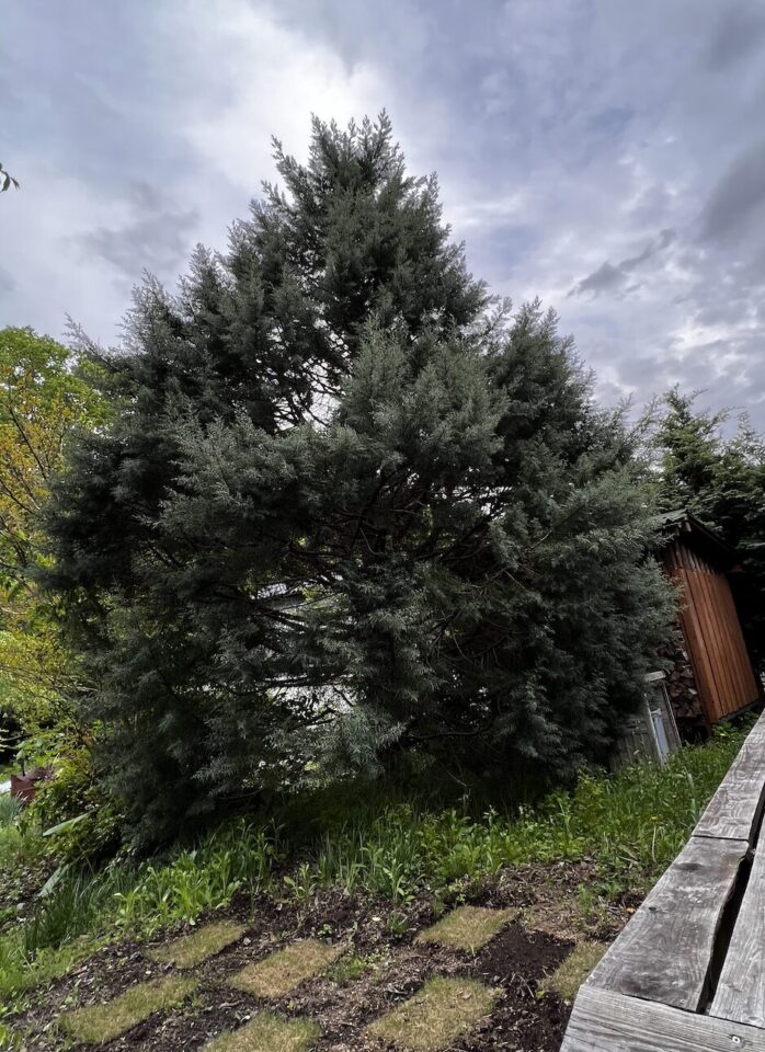 庭にあるコニファー ブルーアイス