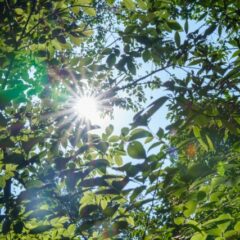 風水で運気アップ！四緑木星と木の関係