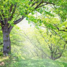 風水と森林浴でストレス解消と開運を実現