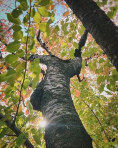 動物が住んでいそうな木