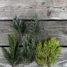 コニファーとは？フィトンチッド効果を徹底解説