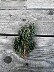 コニファーの葉