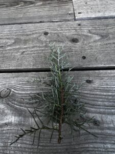 コニファーの葉