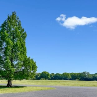 木のエネルギーとは？身近に感じる自然の力